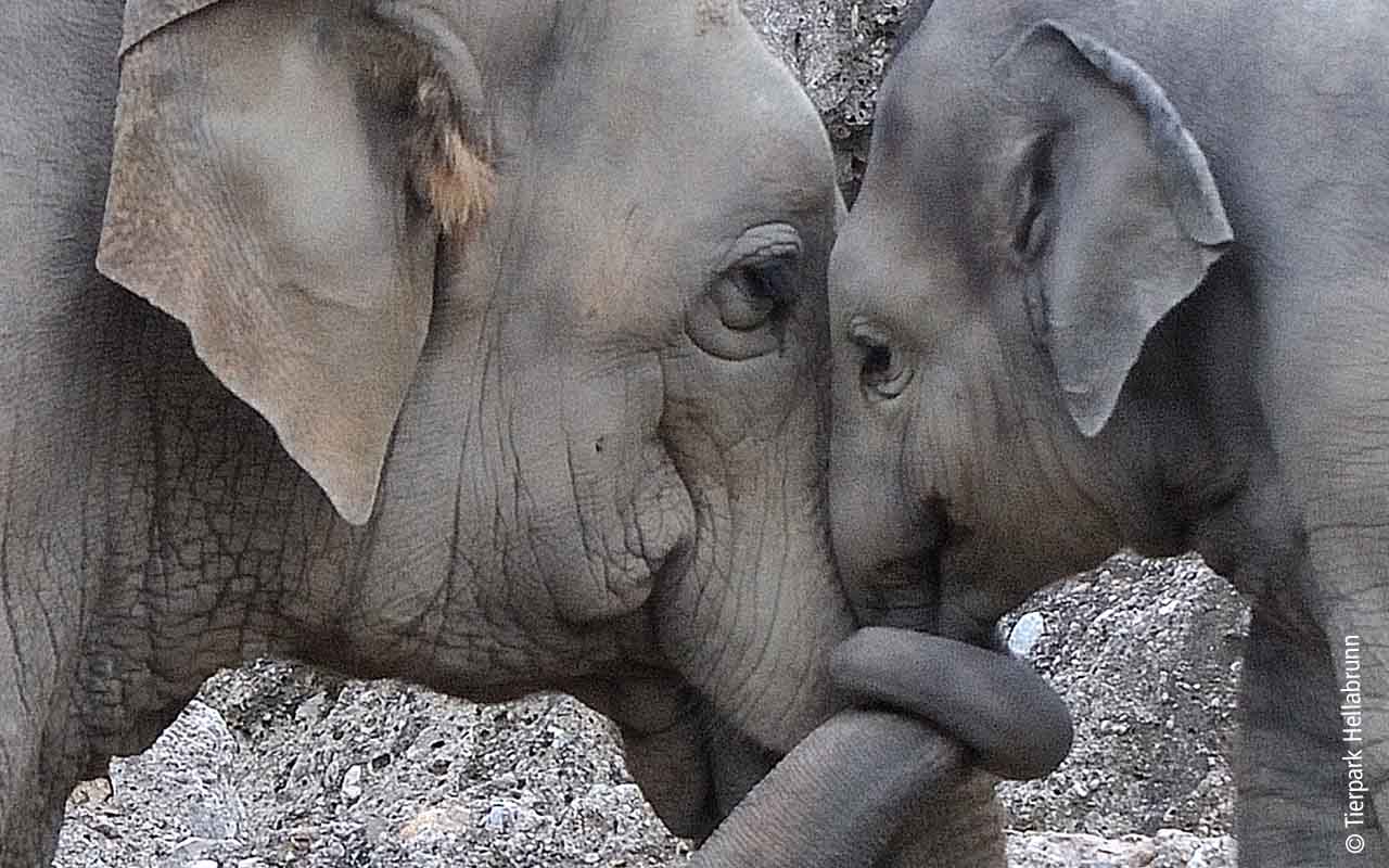 Tierpark Hellabrunn