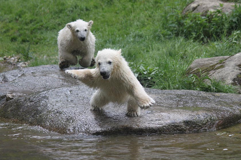 Tierpark Hellabrunn